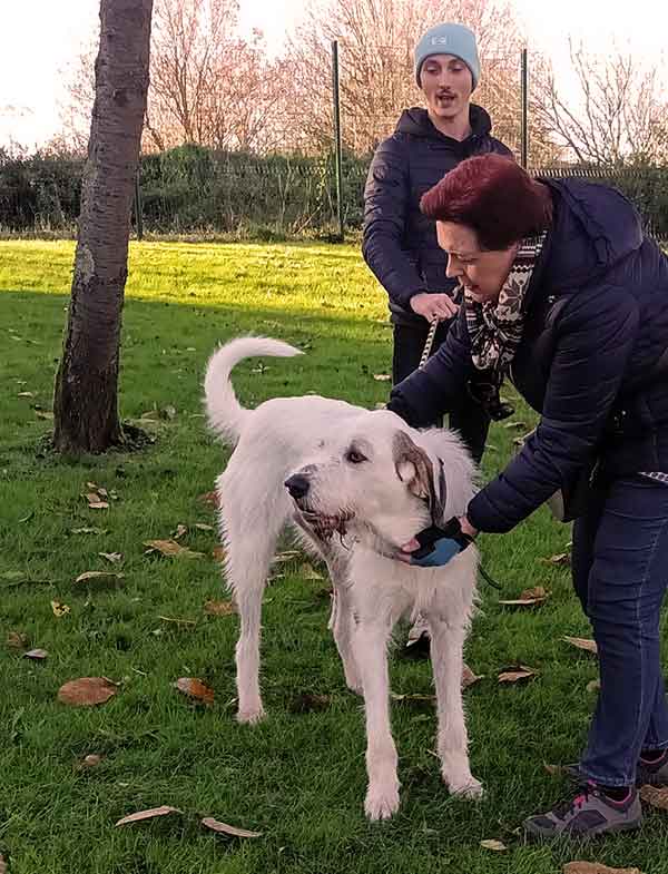 scooby est chien croisé patou et griffon de 2 ans identifié vacciné et castré à l'adoption au refuge pour chiens sos animaux 78 au Chesnay Rocquencourt près de versailles dans les Yvelines